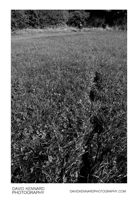 Footprints in grass