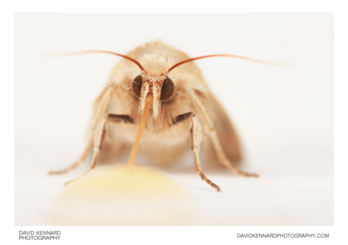 Common Wainscot moth drinking honey
