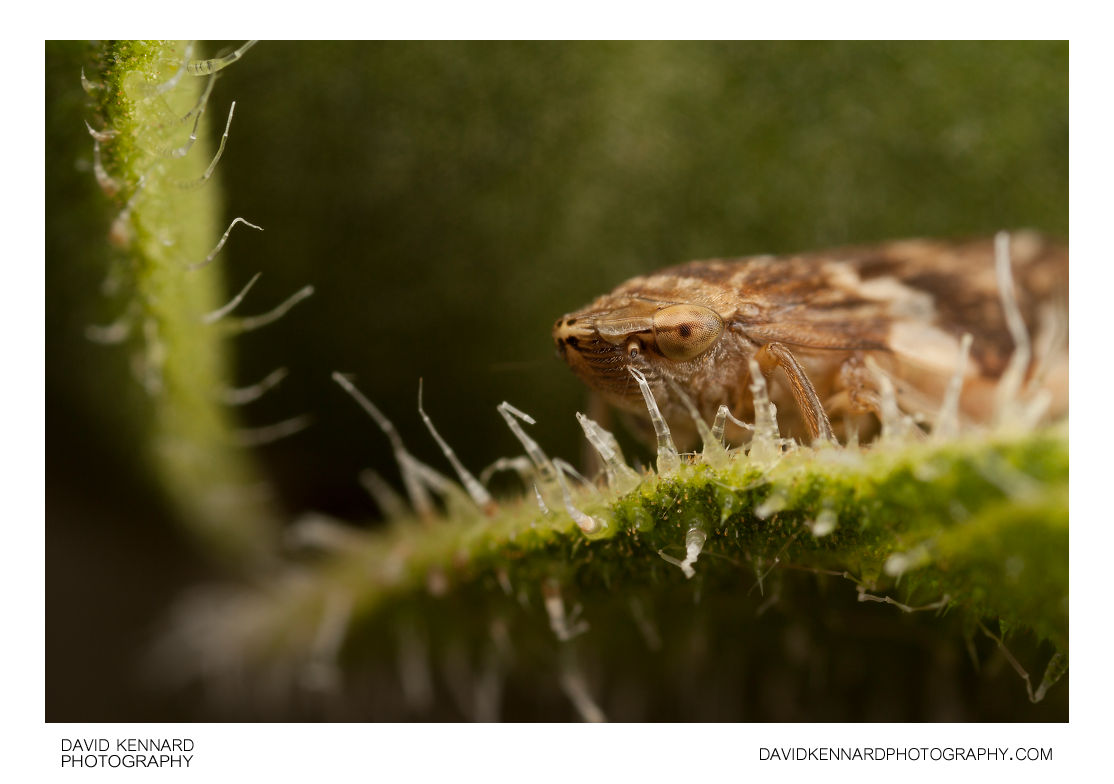 Common froghopper (Philaenus spumarius) (I) · David Kennard Photography