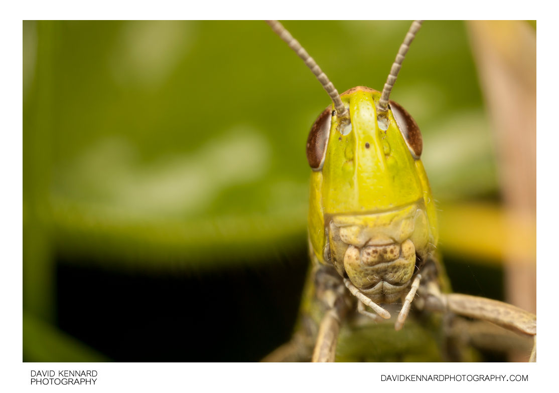 Meadow Grasshopper (Chorthippus parallelus parallelus)