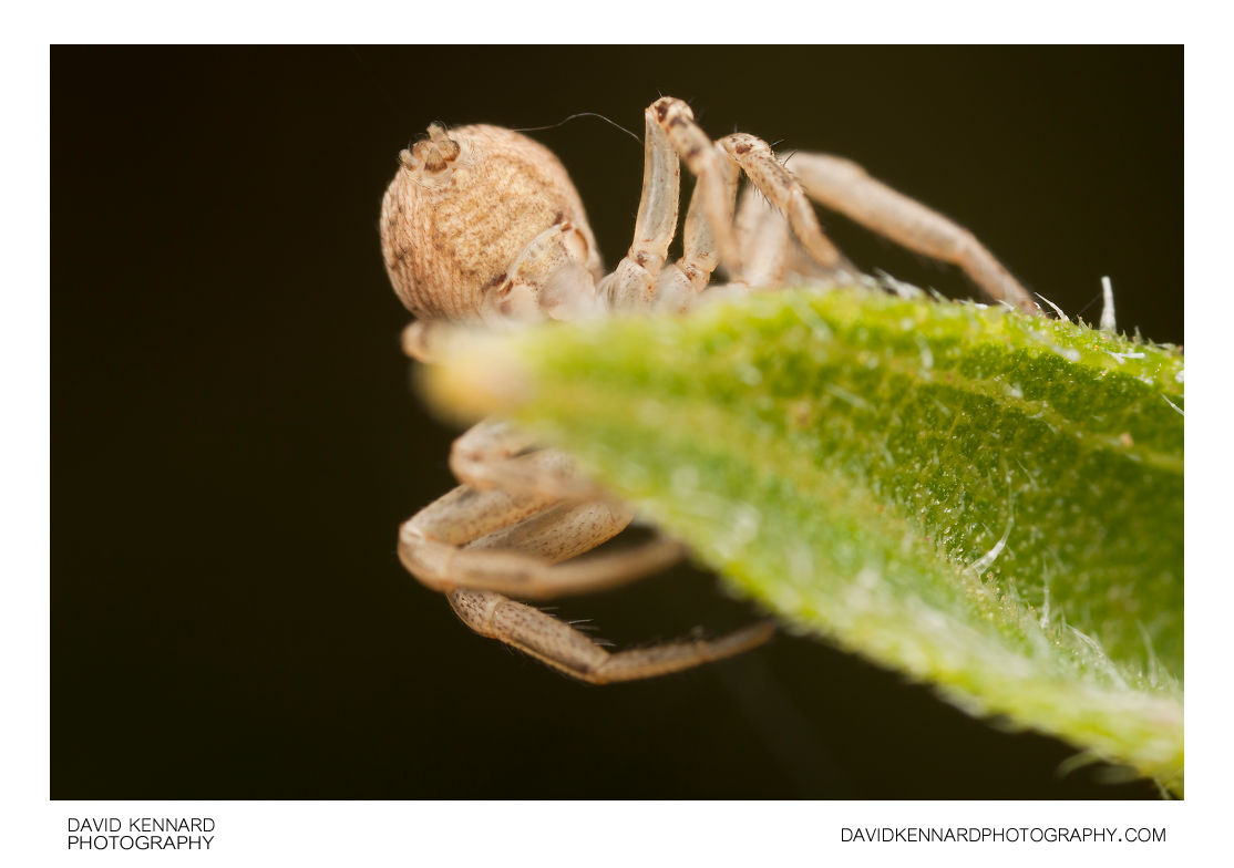 Xysticus cristatus crab spider