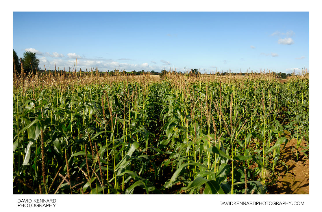 Footpath across maize field, Wycomb