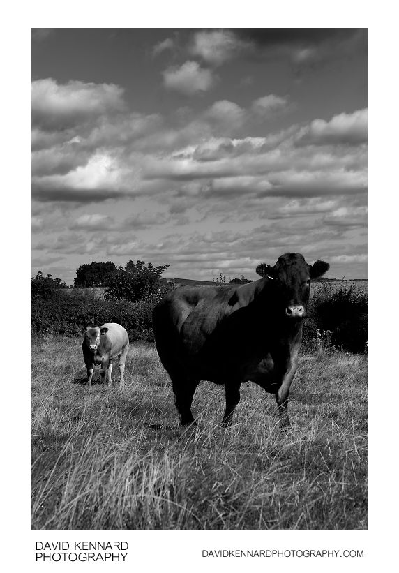 Cow and calf, Scalford