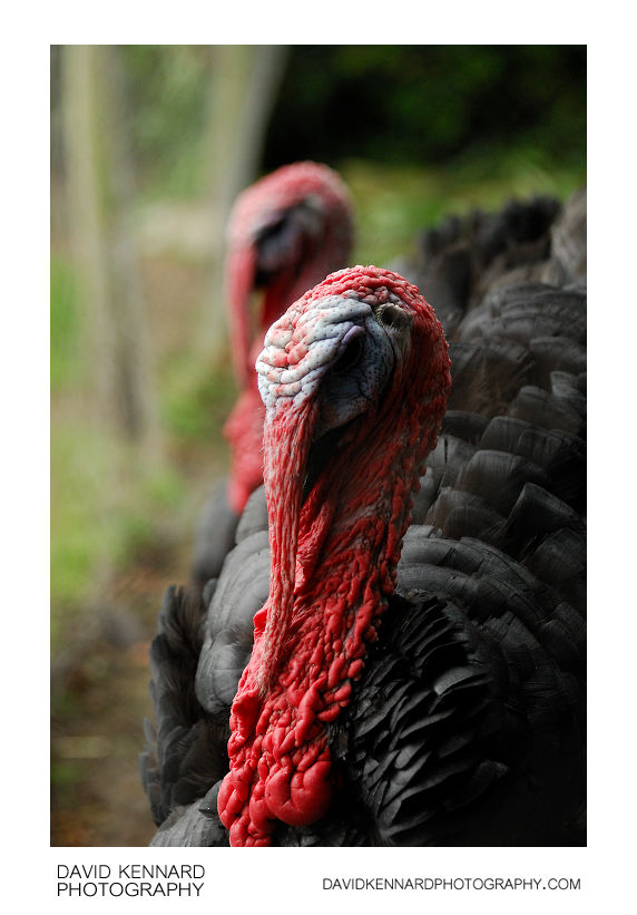Norfolk Black Turkey