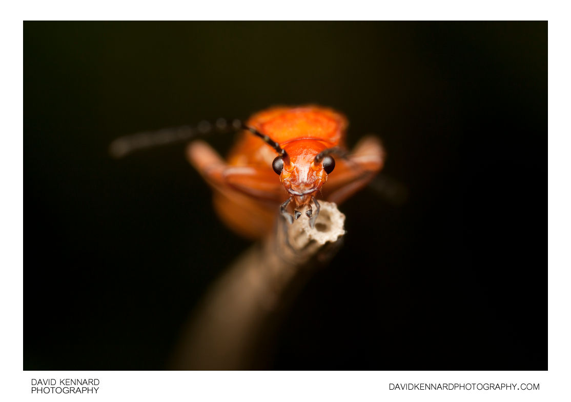 Common Red Soldier Beetle (Rhagonycha fulva) (II) · David Kennard