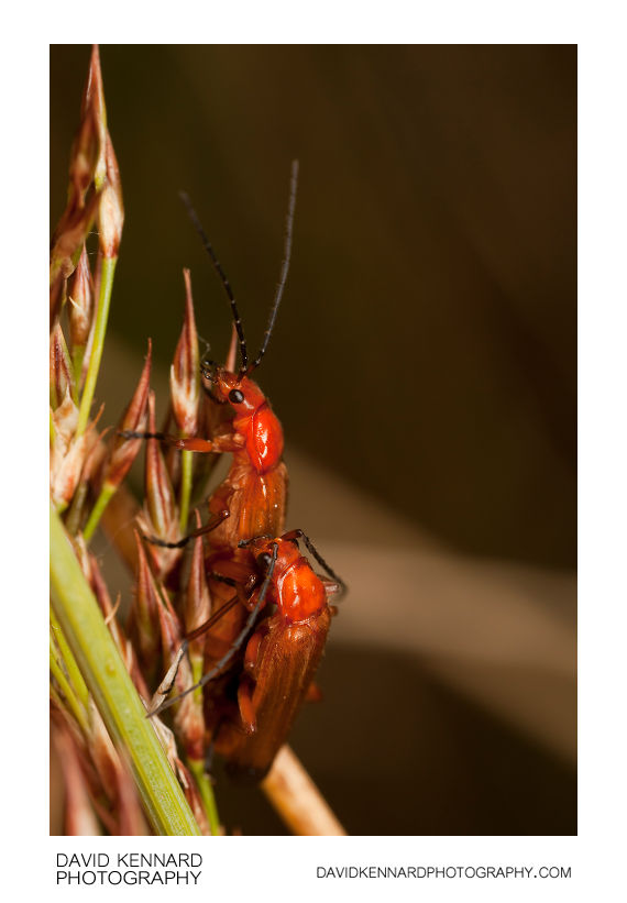Common Red Soldier Beetle (Rhagonycha fulva) (V) · David Kennard