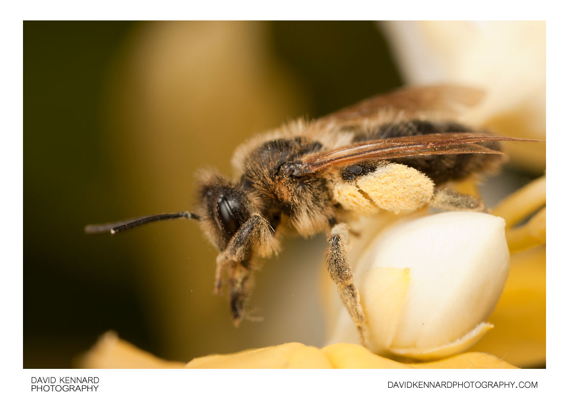 Andrena sp. Bee