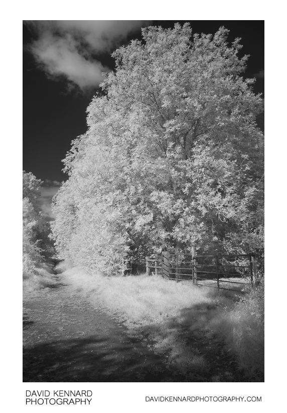 Tree by the old railway line in IR