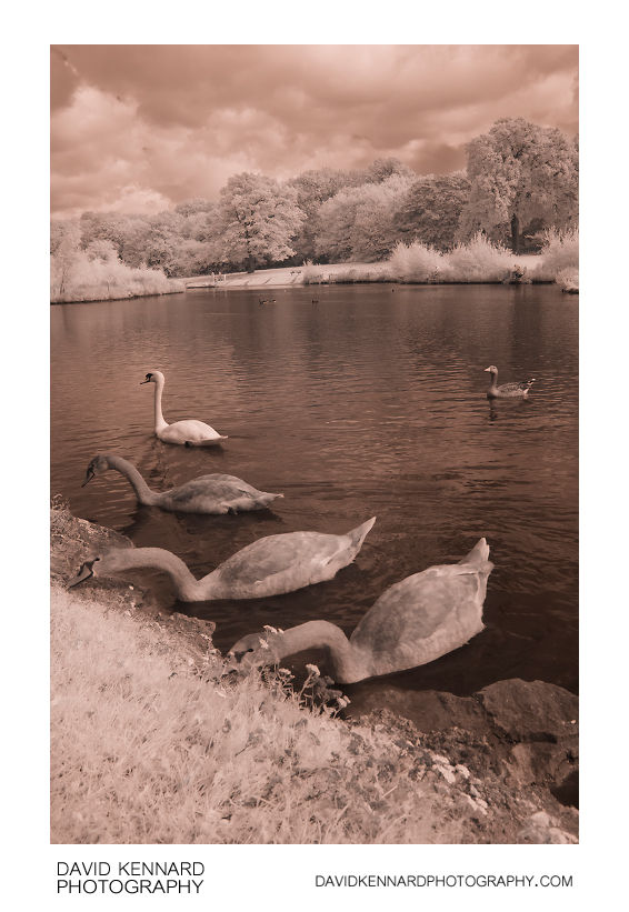 Juvenile Swans at Corby Boating Lake in IR