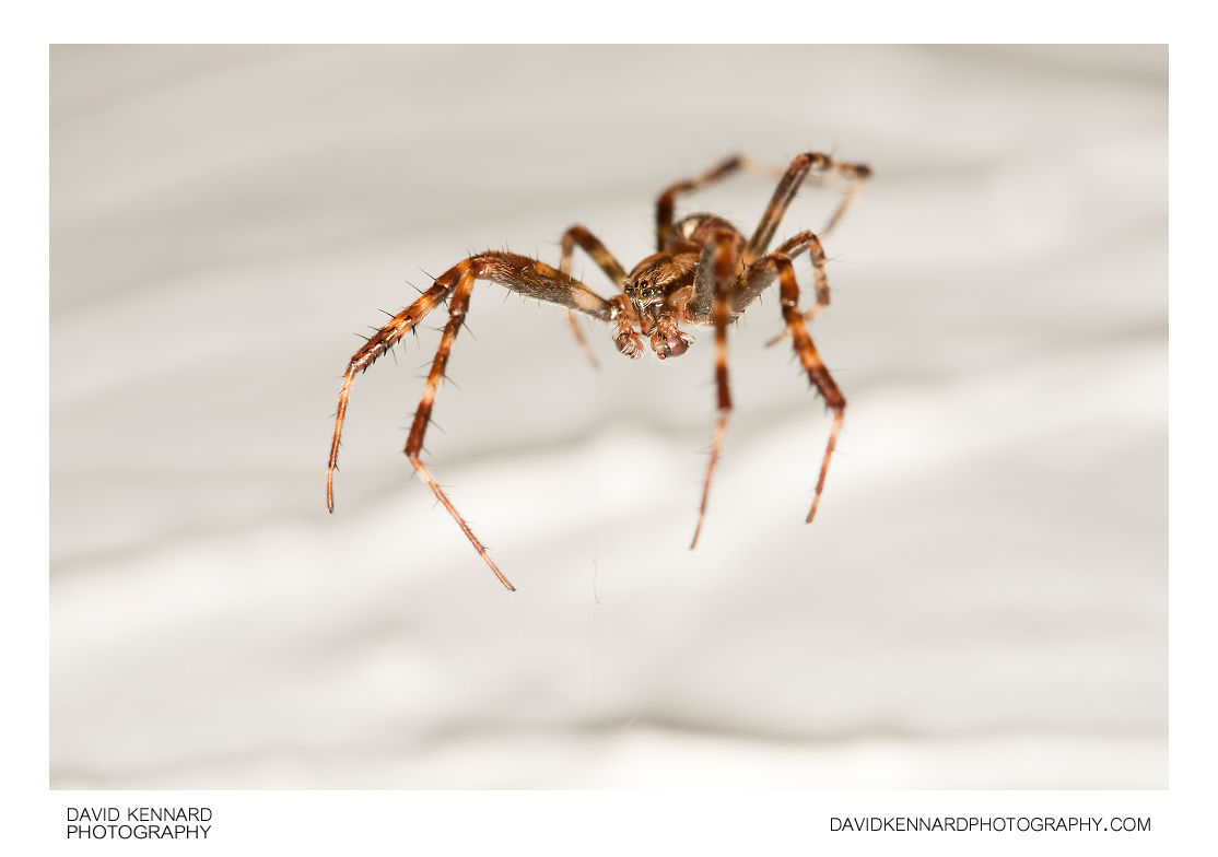 European garden spider (Araneus diadematus) male (II) · David Kennard ...