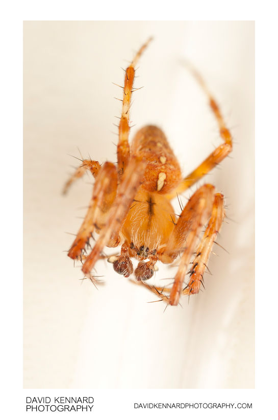 European garden spider (Araneus diadematus) male