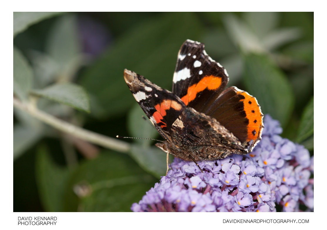 Red Admiral Butterfly (Vanessa atalanta) (III) · David Kennard Photography