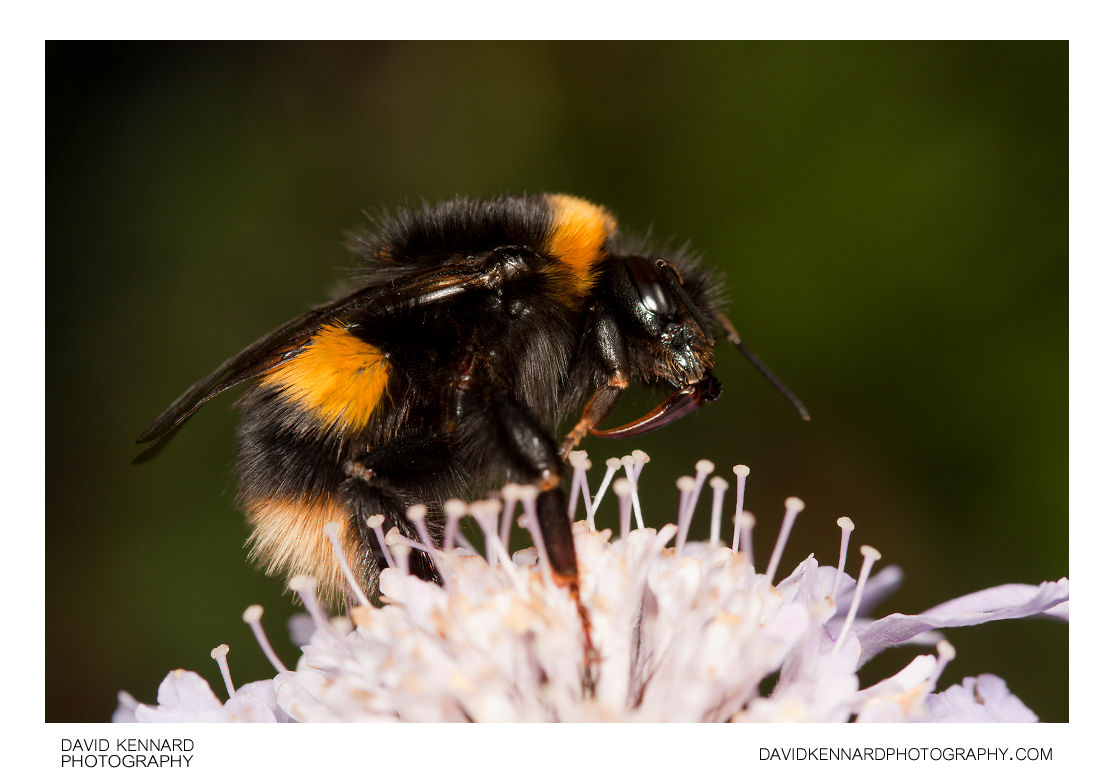 Buff-tailed Bumblebee (Bombus Terrestris) · David Kennard Photography