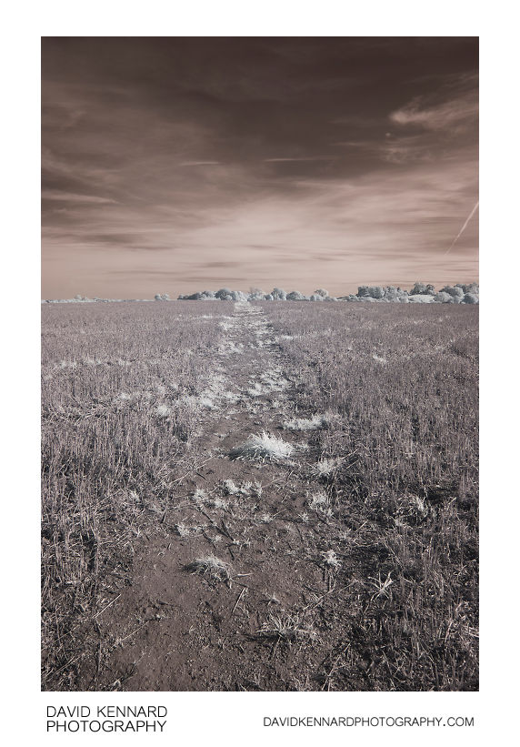 Path across harvested field in infrared