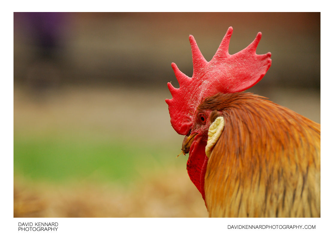Rooster at Acton Scott Historic Working Farm