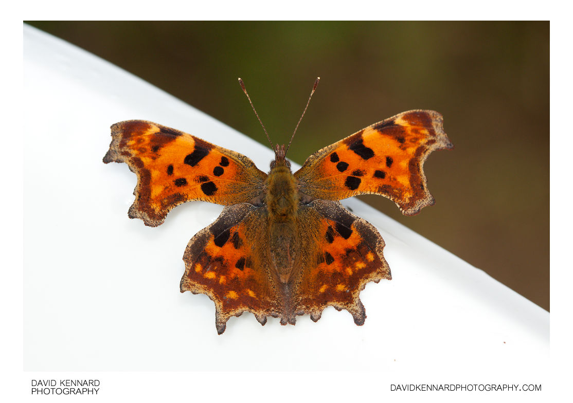 Comma Buttrfly Comma butterfly (Polygonia c-album) (II) · David Kennard Photography
