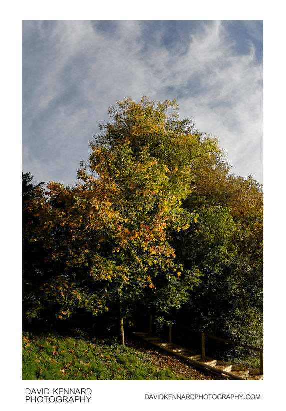 Autumnal trees outside Great Bowden Hall