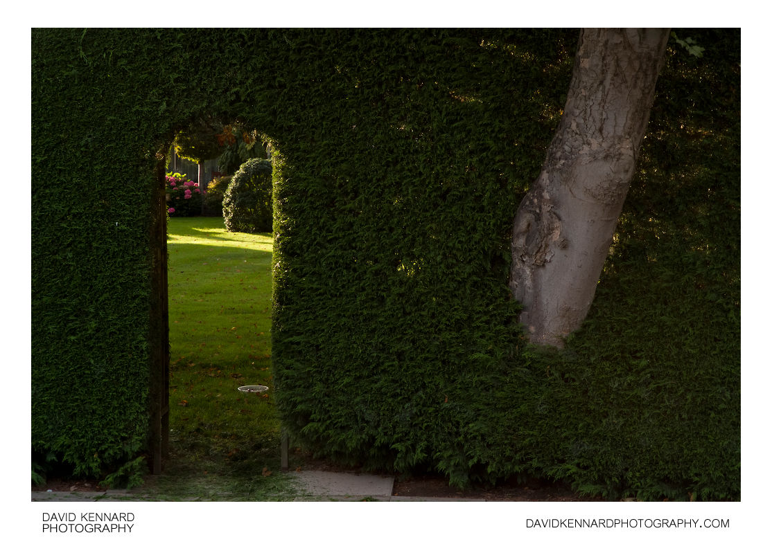 Doorway and tree trunk in hedge