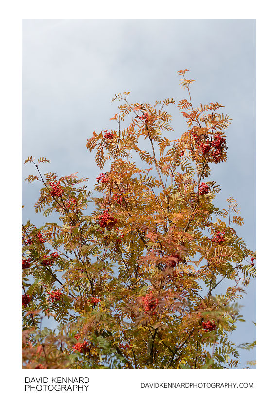 Rowan tree in autumn