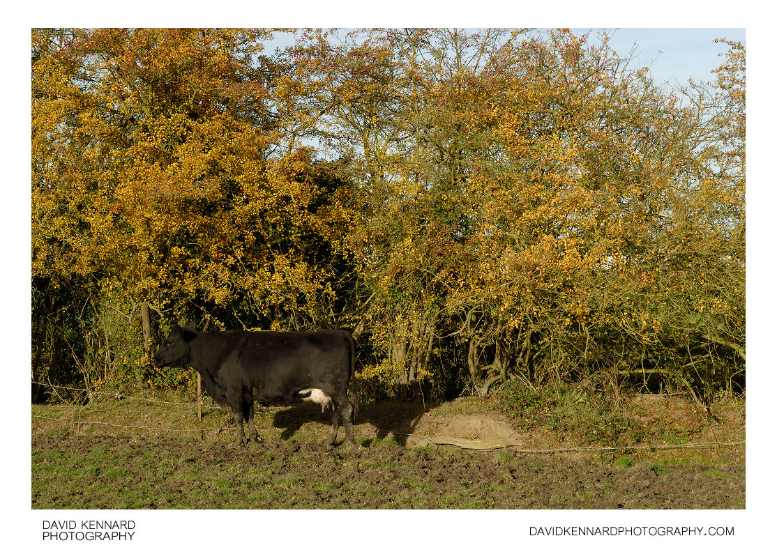 Cow and hedge in autumn