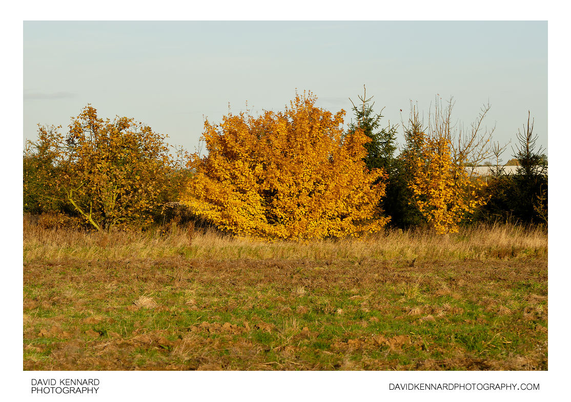 Autumn trees, Farndon Fields