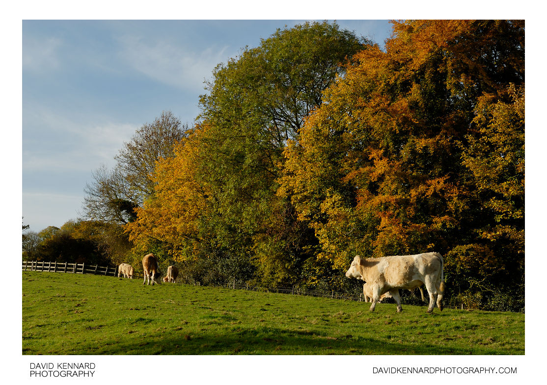 Cattle and Autumn Trees