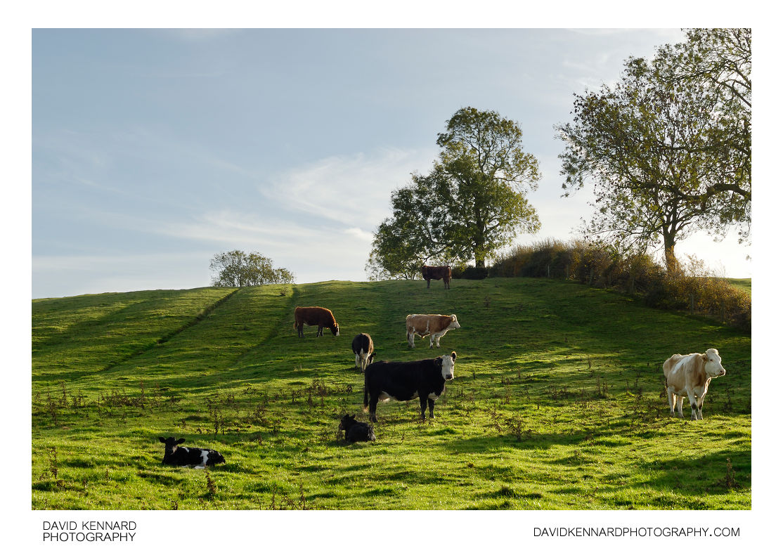 Cattle in field, East Farndon