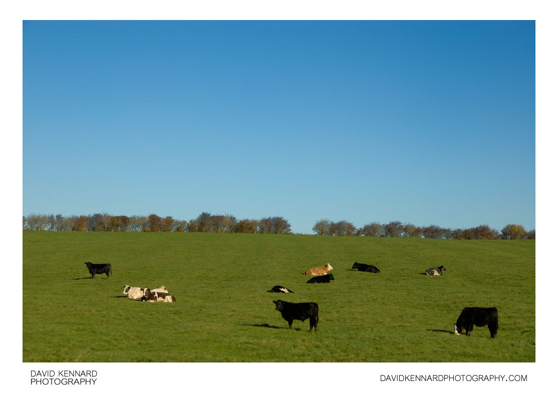 Cattle in field near Medbourne