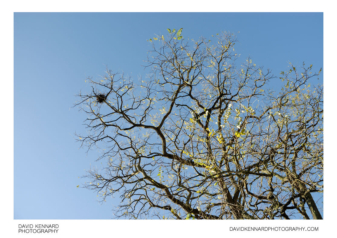 Birds nest in tree