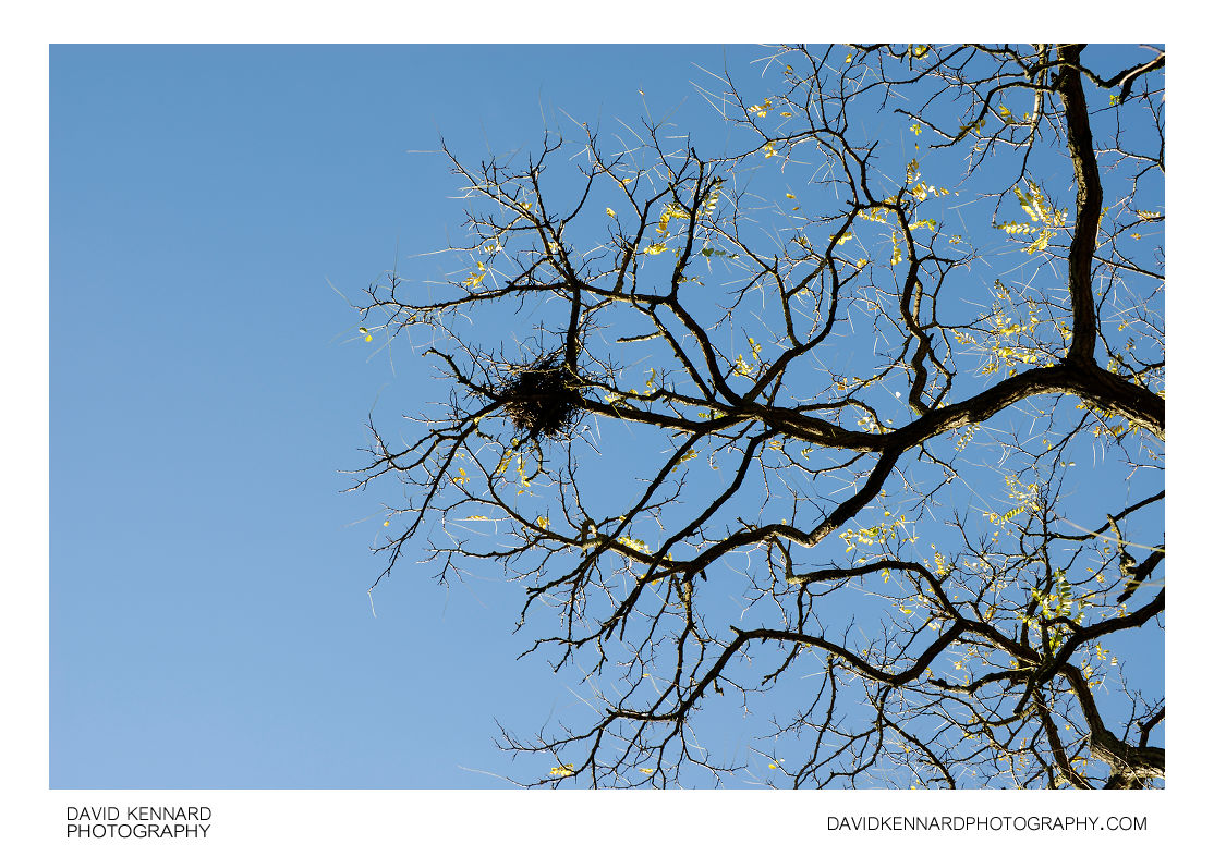 Birds nest in tree