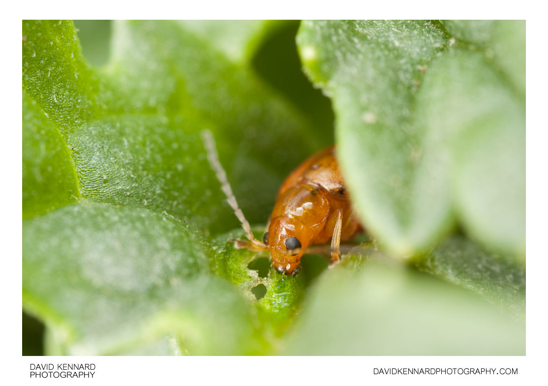 Tansy Ragwort Flea Beetle (Longitarsus jacobaeae) feeding