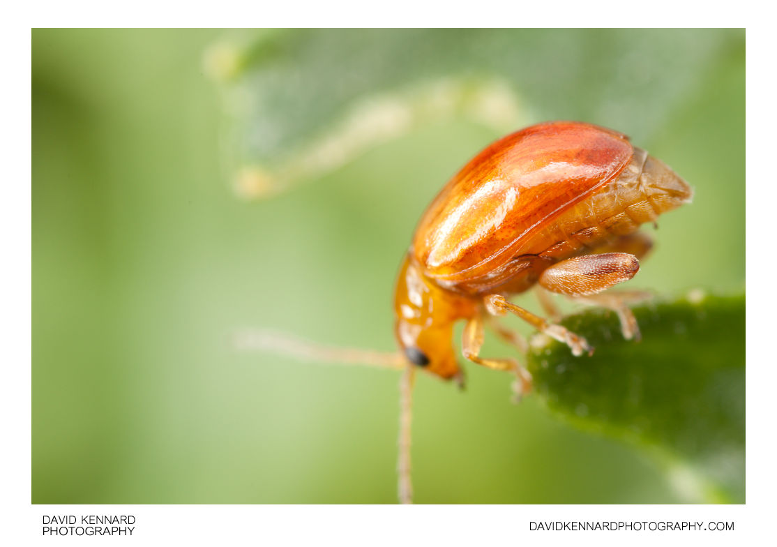Tansy Ragwort Flea Beetle (Longitarsus jacobaeae) Gravid