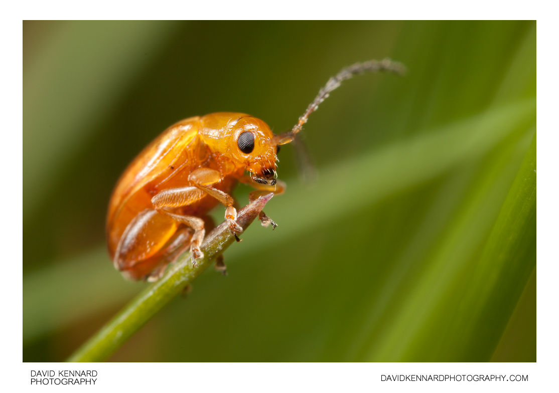 Tansy Ragwort Flea Beetle (Longitarsus jacobaeae)