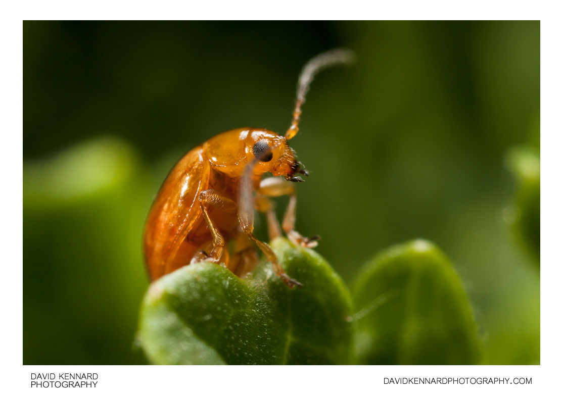 Tansy Ragwort Flea Beetle (Longitarsus jacobaeae) (XCIX) · David