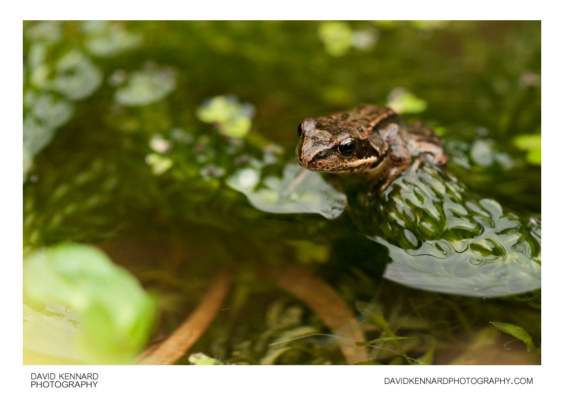 Common Frog (Rana temporaria) · David Kennard Photography