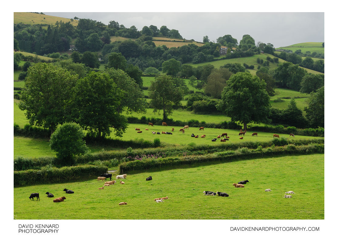 Cattle in fields