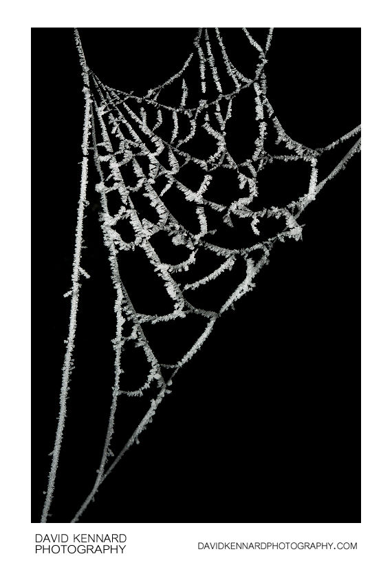 Frosty cobweb
