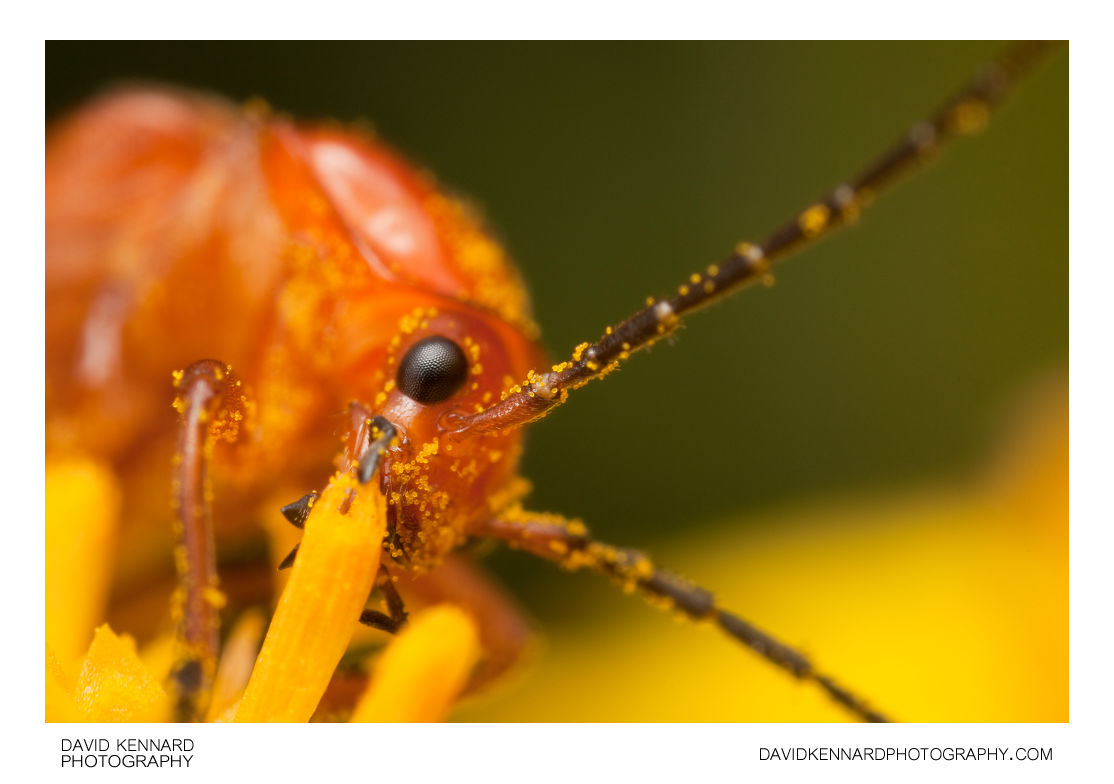Rhagonycha fulva (Common red soldier beetle)