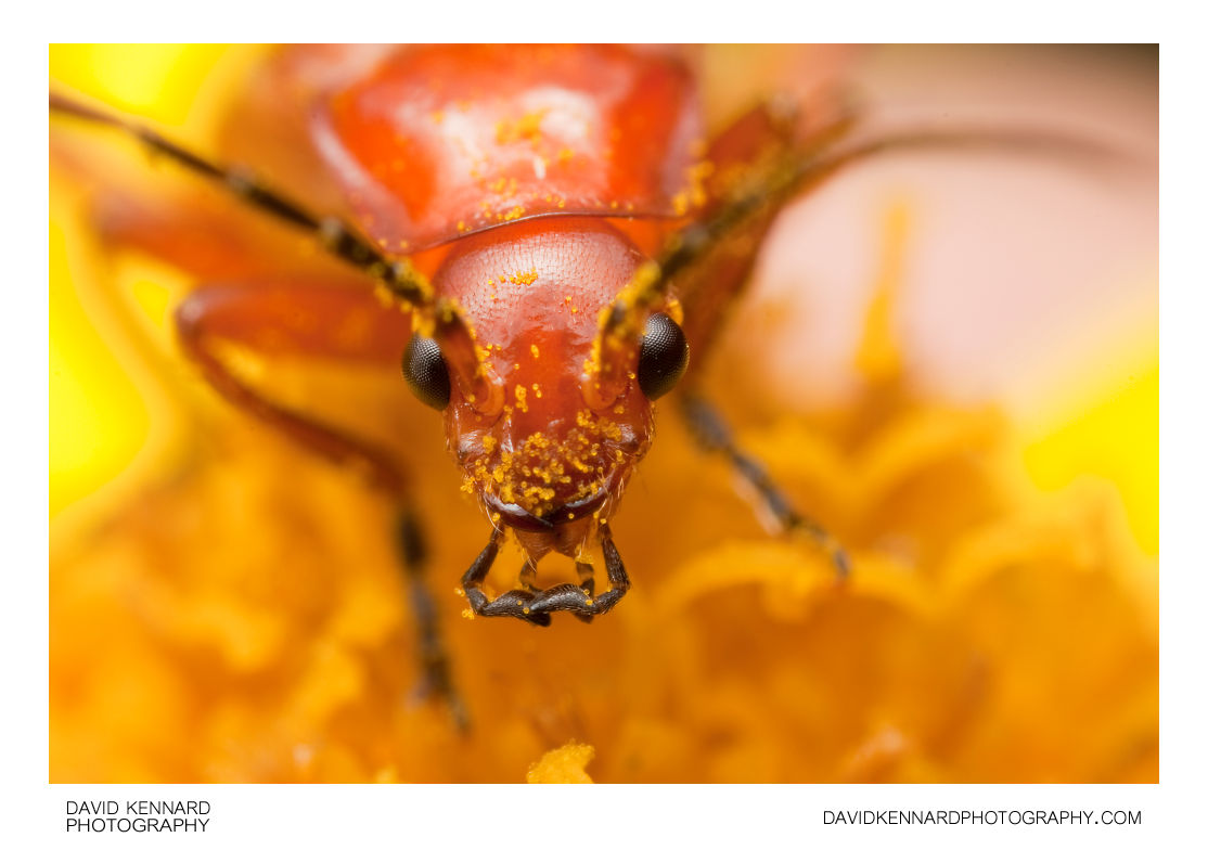 Rhagonycha fulva red soldier beetle) (VII) · David Kennard