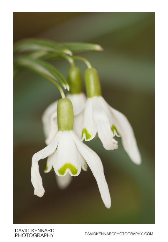 Common Snowdrop (Galanthus nivalis) (II) · David Kennard Photography