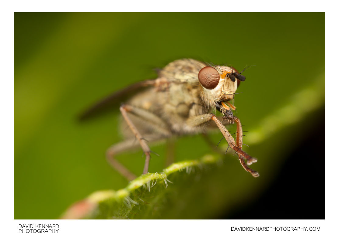 Common yellow dung fly (Scathophaga stercoraria)