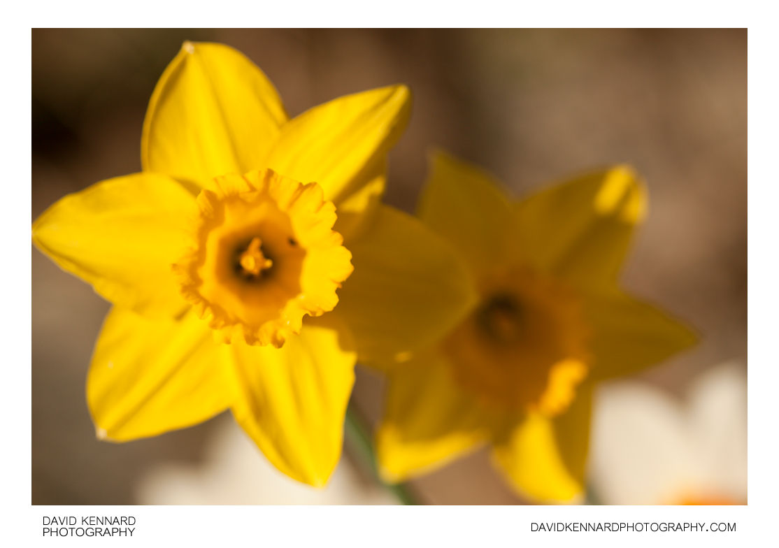 Daffodil (Narcissus) flowers