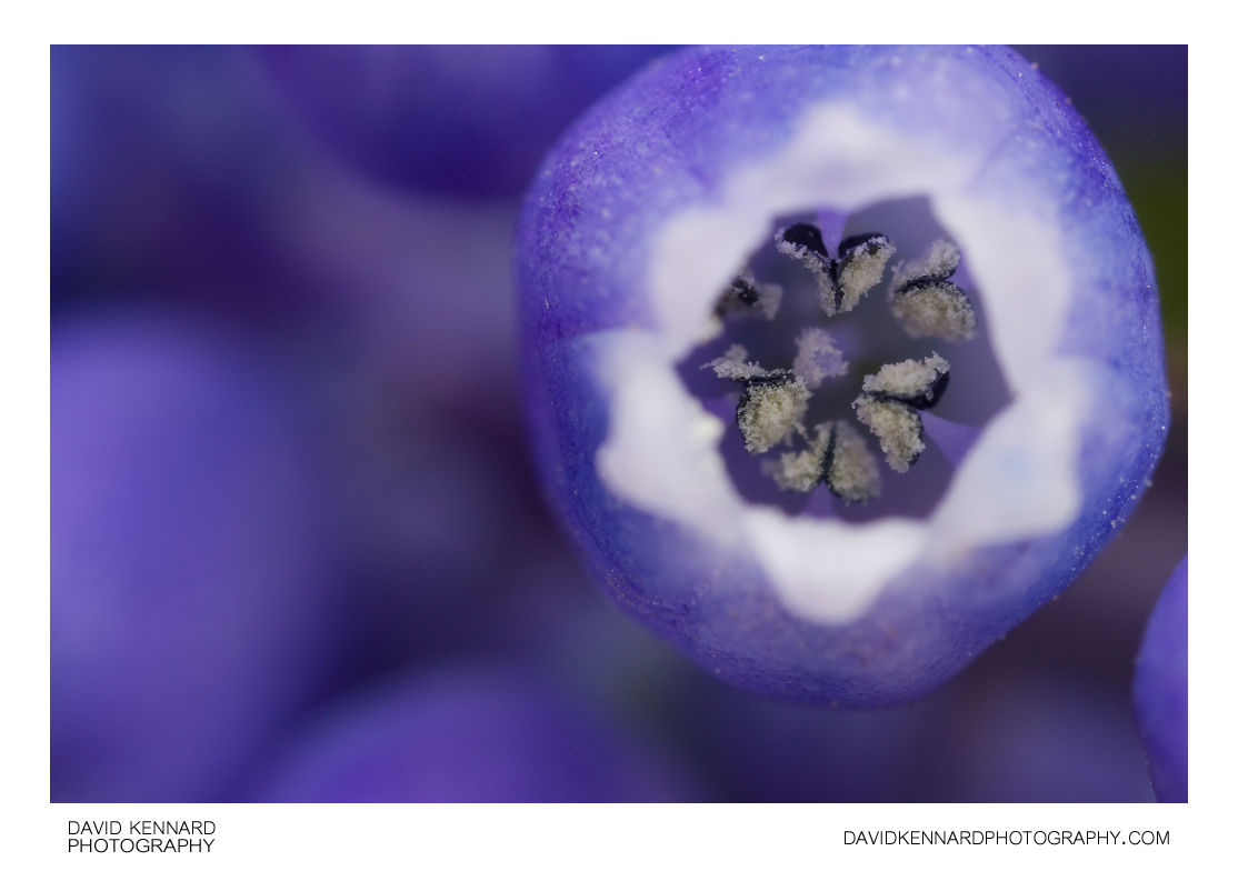Grape Hyacinth (Muscari sp.) flower