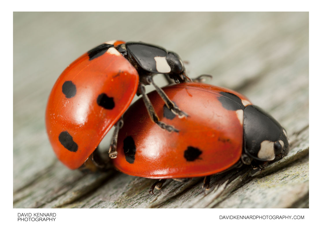 Seven-spotted ladybird (Coccinella septempunctata)