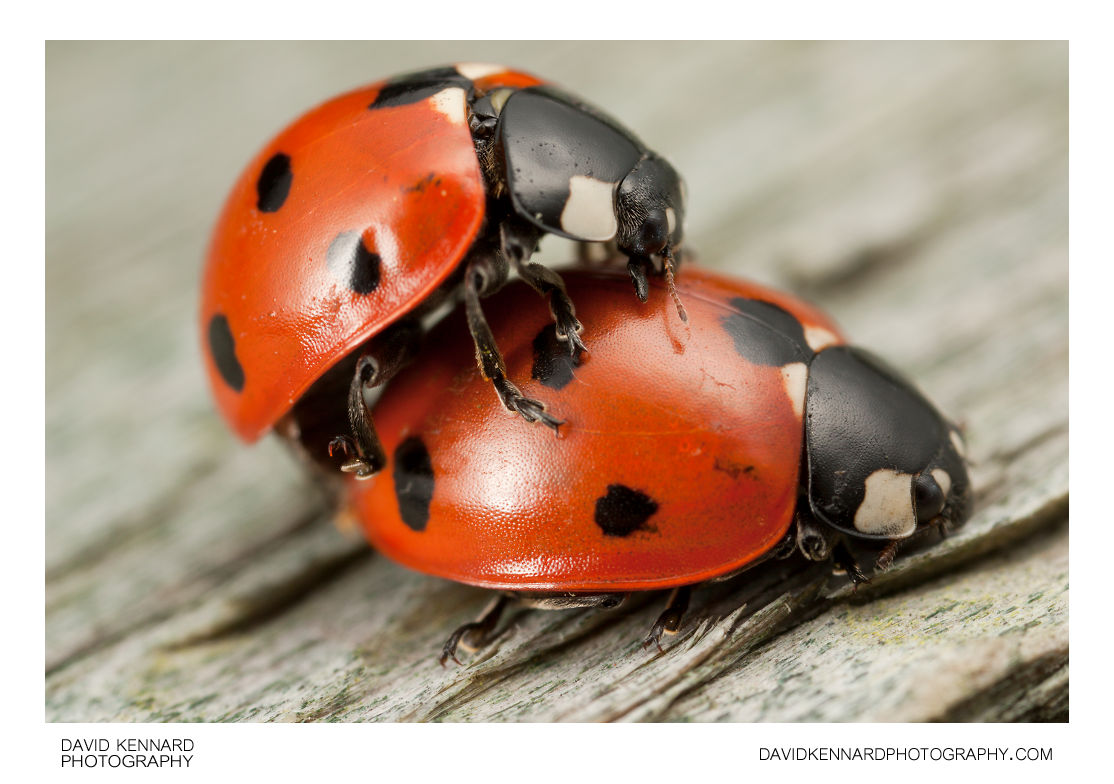 Spotted ladybirds