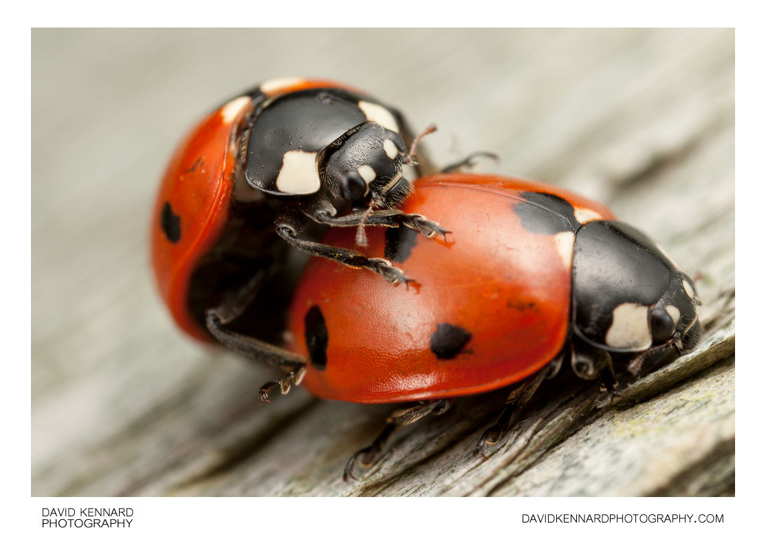 seven-spotted-ladybird-coccinella-septempunctata-xiii-david