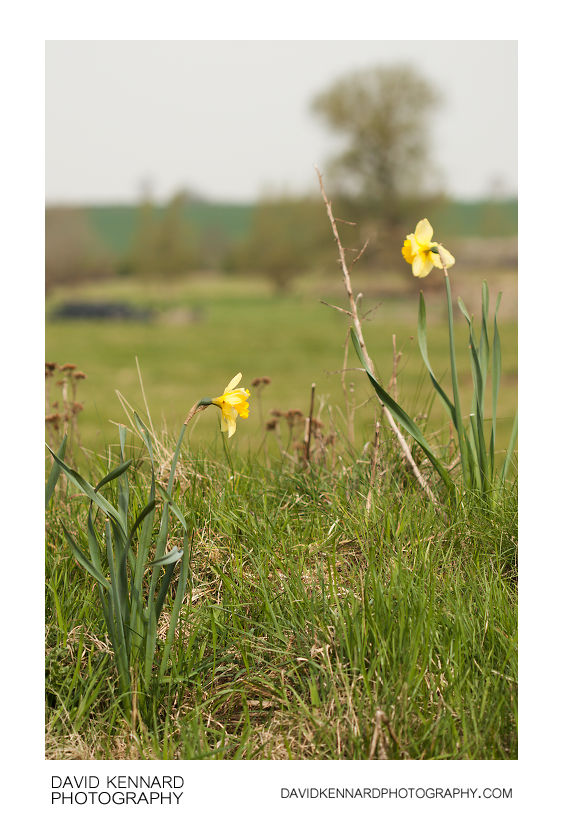 Countryside daffodils