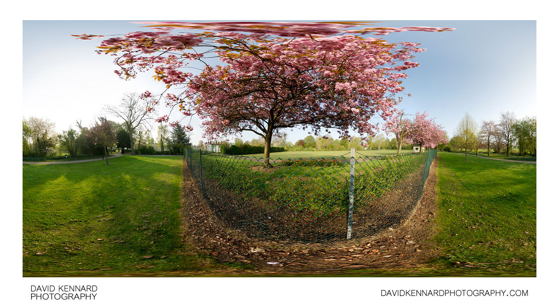 Blossoming trees at Welland Park Bowling Green