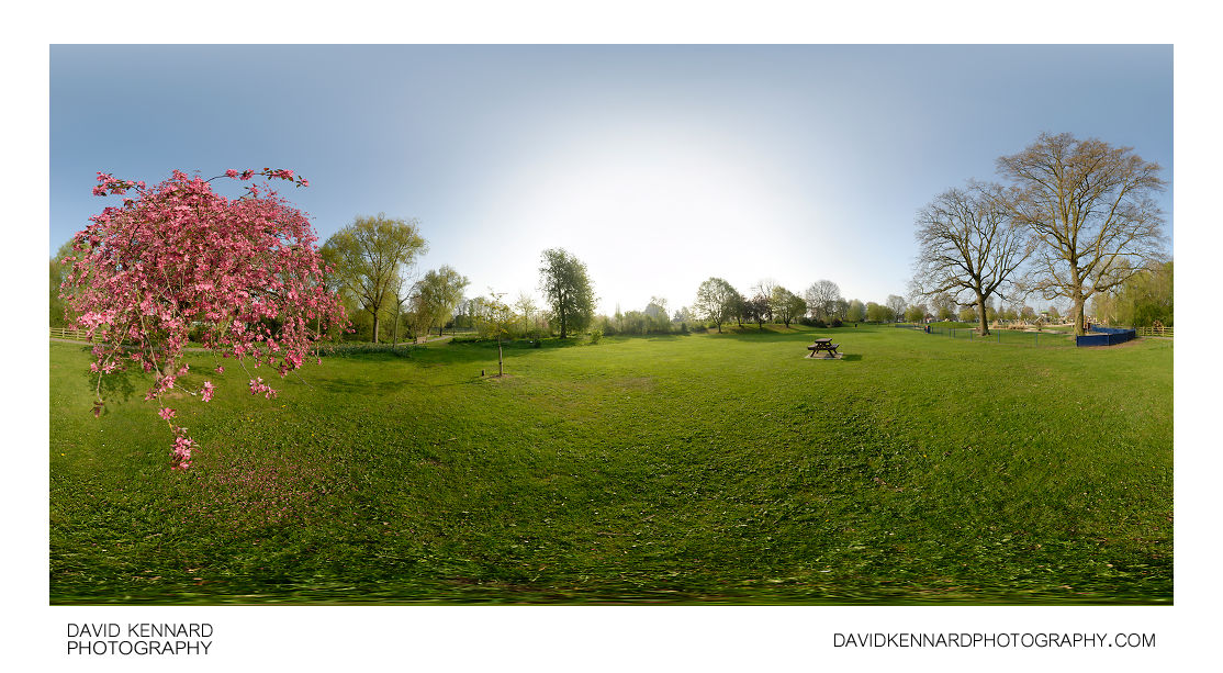 Blossoming tree and grassy area in Welland Park
