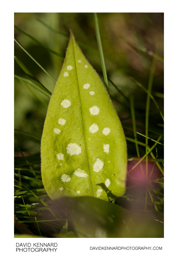 Lungwort (Pulmonaria opal) leaf